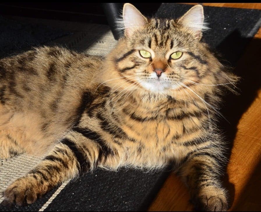 Sibirisk katt Gabriel